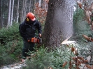 Waldarbeiten_19
